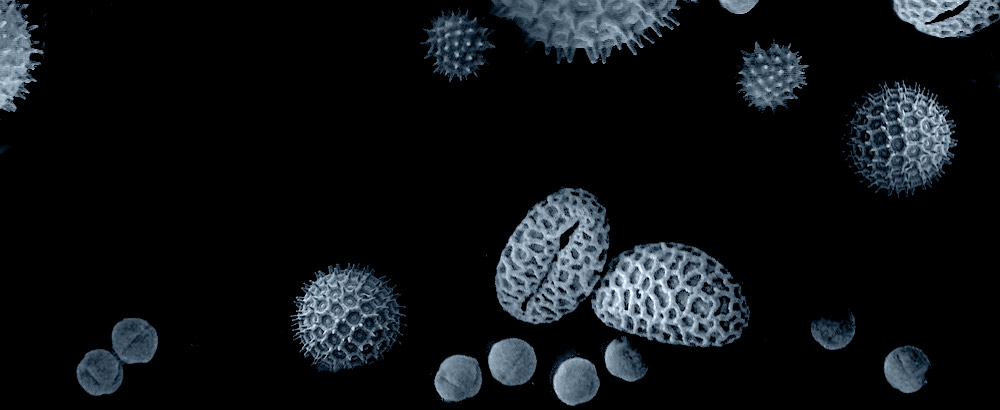 Pollen Background Image Bottom