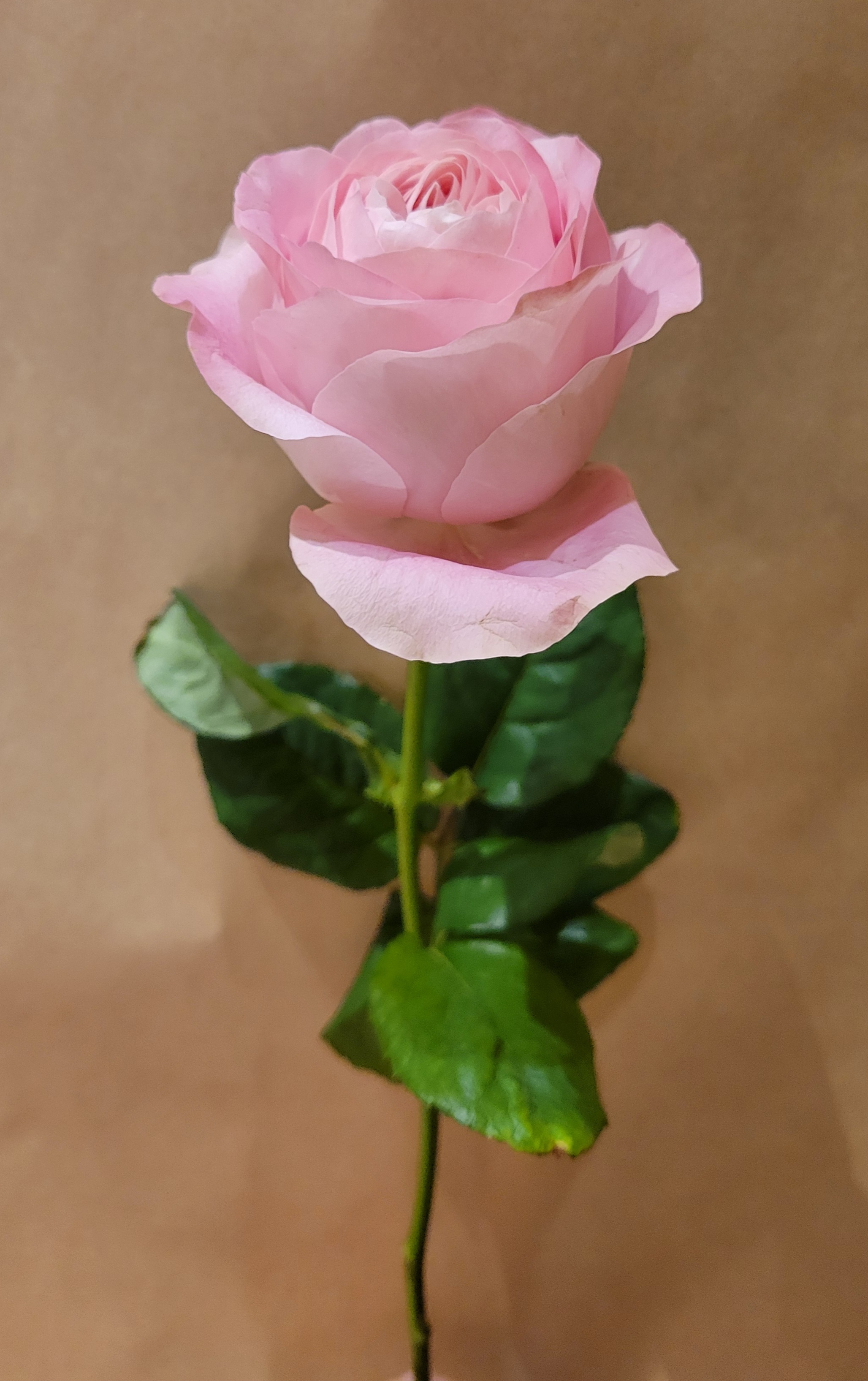 薄いピンクのバラ